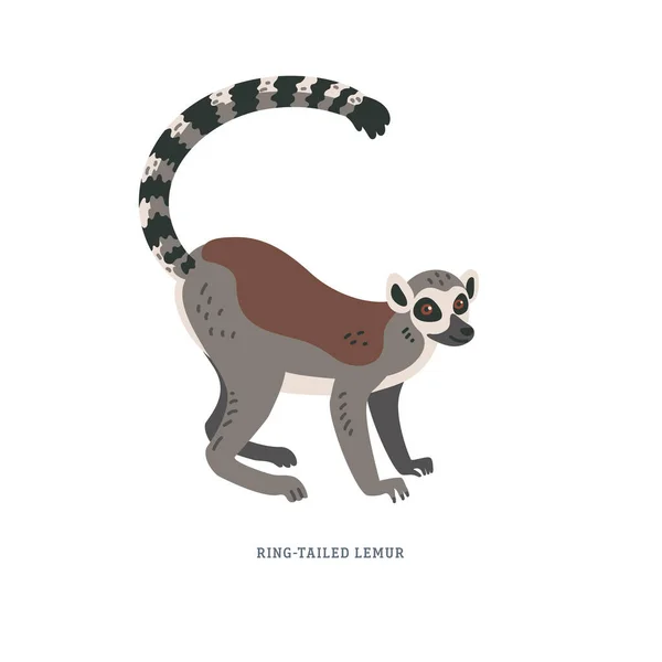 Ringschwanzmaki oder Lemurenkatze - großer Strepsirrhein-Primat mit langem schwarz-weiß beringtem Schwanz. — Stockvektor