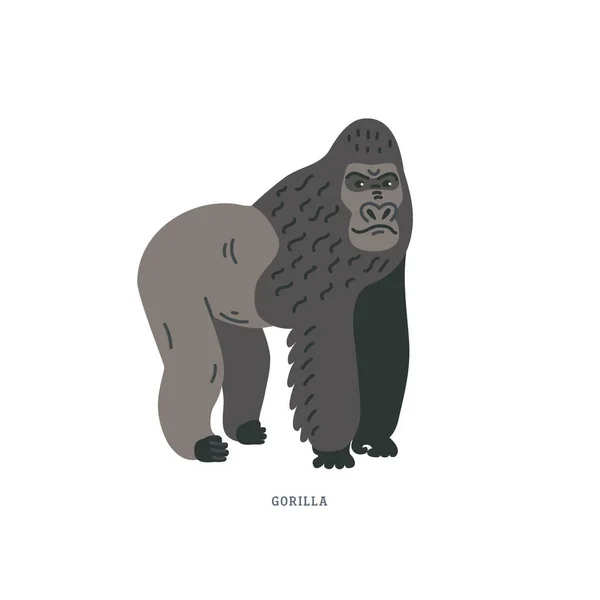 Gorilla - bodenbewohnender Menschenaffe. Gorilla ist der größte Primat Afrikas. — Stockvektor