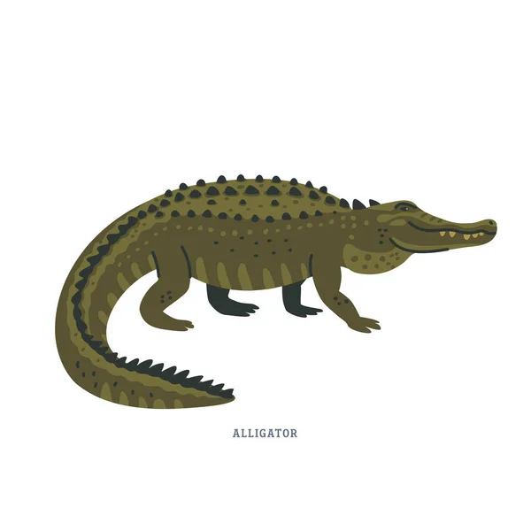 Jacaré. Um jacaré é um crocodilo com pele marrom-oliva preta ou escura com partes inferiores claras . — Vetor de Stock