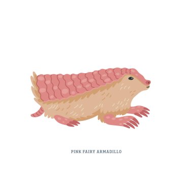 Pembe armadillo veya Chlamyphorus truncatus, veya pichiciego - Arjantin 'in merkezine özgü en küçük armadillo.