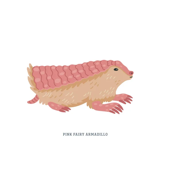 Pink fairy armadillo или Chlamyphorus truncatus, или pichiciego - самый маленький броненосец, эндемик центральной Аргентины. — стоковый вектор