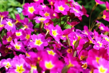 Bahar çiçekleri bahçede