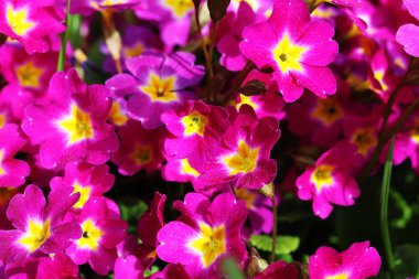 Bahar çiçekleri bahçede