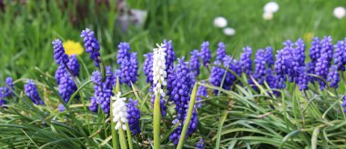 bahçedeki muscari çiçekleri