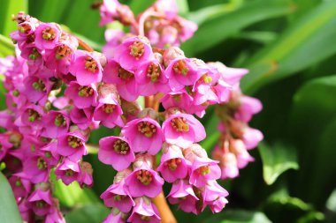 Bahçede pembe tütsü çiçekleri