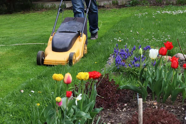 Man Maait Gras Met Een Grasmaaier — Stockfoto