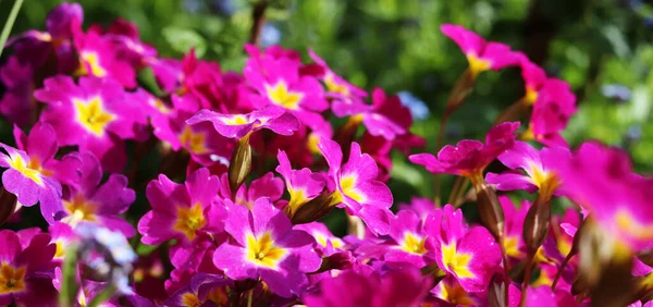 Spring Primrose Flowers Garden Stock Photo