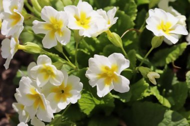 Bahar sarısı çiçekleri bahçede