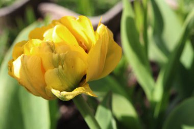 Bahçedeki şakayık sarı laleler