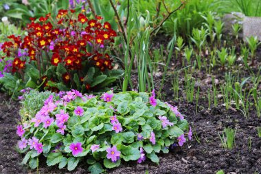 Bahçede bahar çiçekleri