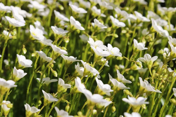 庭の白いサキフラージュの花 — ストック写真