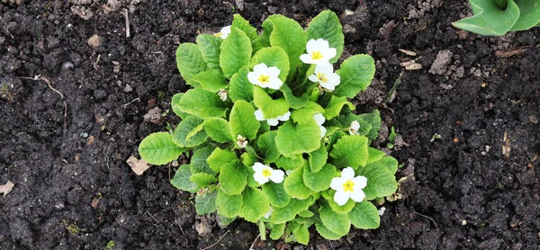 Lente Geel Wit Primrose Bloemen Tuin — Stockfoto