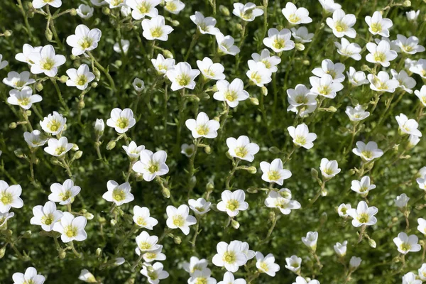 花园里开着白色的莎草花 免版税图库图片