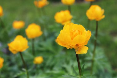 Sarı çiçekli trollius bahçede