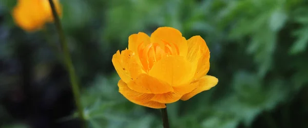 Flores Amarillas Trollius Jardín — Foto de Stock