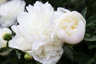 Bahçedeki beyaz şakayık çiçekleri