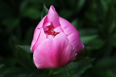 Bahçedeki pembe şakayık çiçekleri