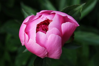 Bahçedeki pembe şakayık çiçekleri