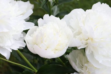 Bahçedeki beyaz şakayık çiçekleri