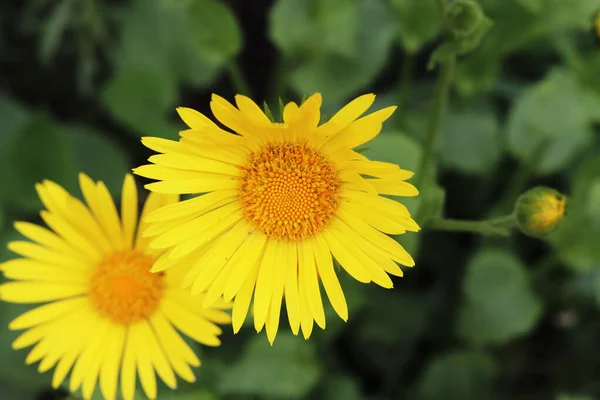 Doronicum Gula Tusensköna Blommor Trädgården — Stockfoto