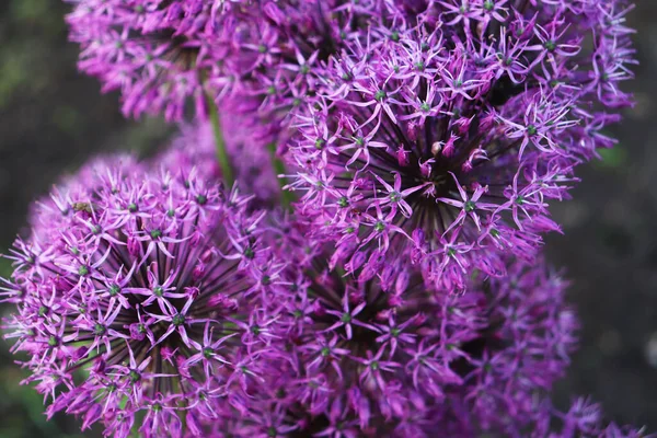 Allium Kwiaty Zbliżenie Ogrodzie — Zdjęcie stockowe