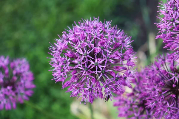 Allium Kwiaty Zbliżenie Ogrodzie — Zdjęcie stockowe