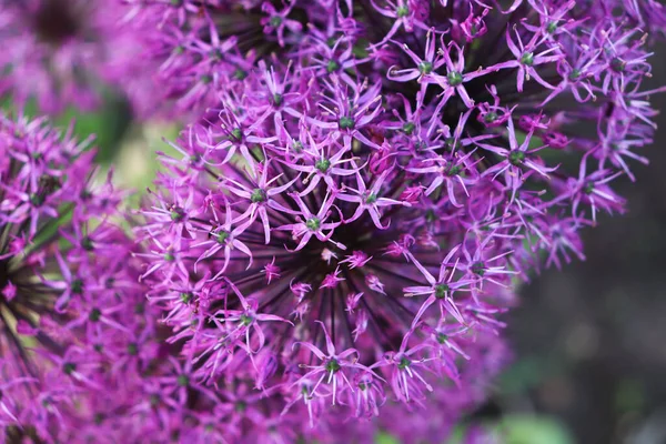 Bahçede yakın plan Allison çiçekleri.