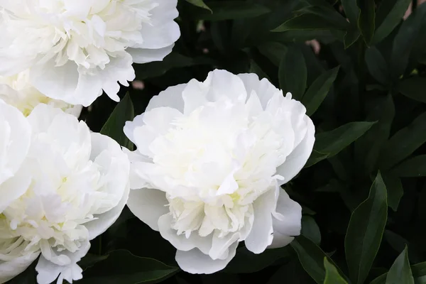 庭の白い牡丹の花 — ストック写真