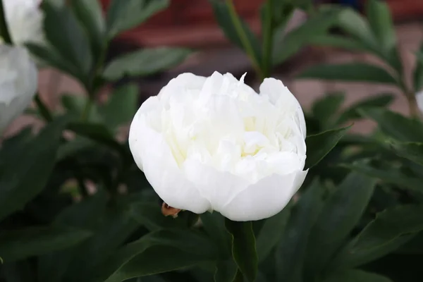 庭の白い牡丹の花 — ストック写真