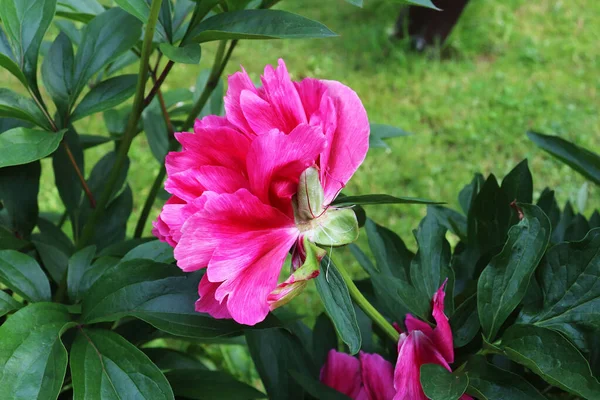 Рожеві Півонії Квіти Саду — стокове фото