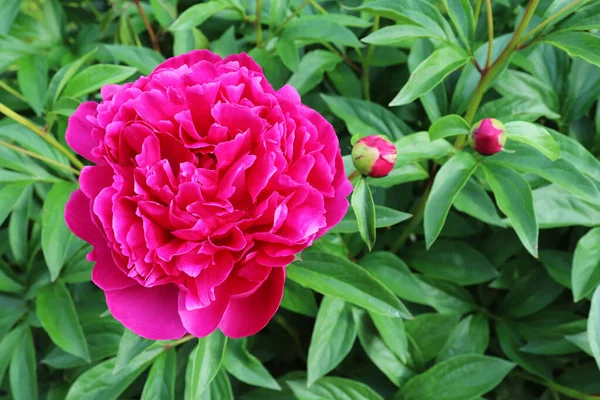 Pivoines Roses Fleurs Dans Jardin — Photo