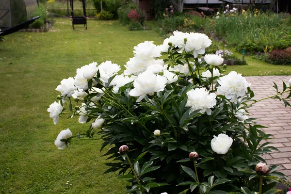 Bahçedeki beyaz şakayık çiçekleri