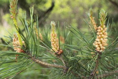 Ormanda çiçek açan ortak çam ağacı