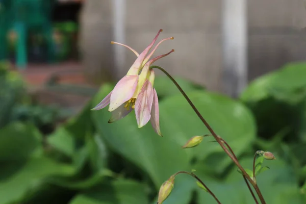 庭のアクイレイアの花 — ストック写真