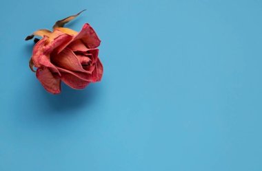 Çiçek kompozisyonu. Kurumuş gül çiçeklerinden yapılmış çerçeve ve mavi arka planda yapraklar. Düz konum, üst görünüm, kopyalama alanı