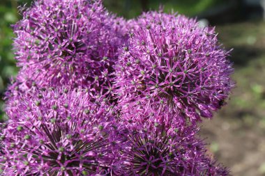 Bahçede çiçekler ve arılar var.