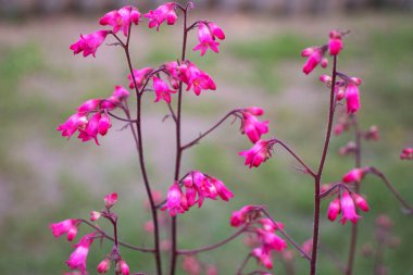 Bahçedeki pembe heichera çiçekleri