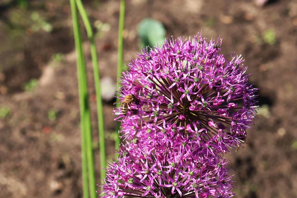 Allium Kwiaty Pszczoły Zbliżenie Ogrodzie — Zdjęcie stockowe