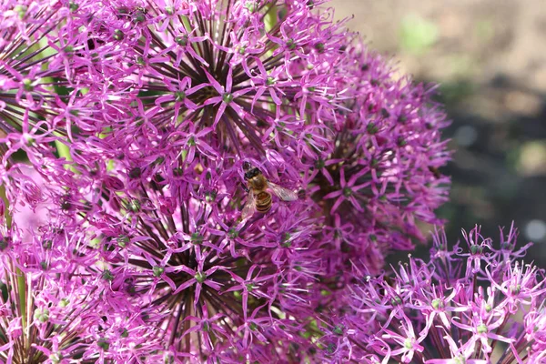 Allium Kwiaty Pszczoły Zbliżenie Ogrodzie — Zdjęcie stockowe