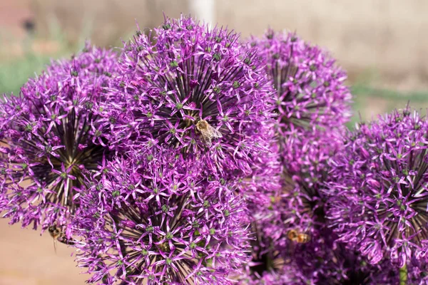 Allium Kwiaty Pszczoły Zbliżenie Ogrodzie — Zdjęcie stockowe