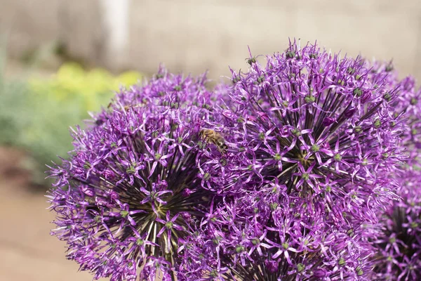 Allium Kwiaty Pszczoły Zbliżenie Ogrodzie — Zdjęcie stockowe