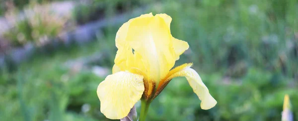 Geel Irissen Bloemen Tuin — Stockfoto