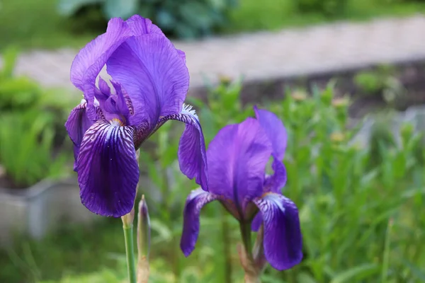 Фиолетовые Ирисы Цветы Саду — стоковое фото