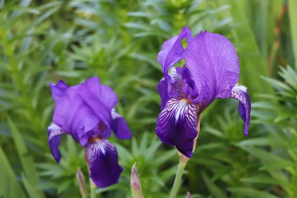 Paars Irises Bloemen Tuin — Stockfoto