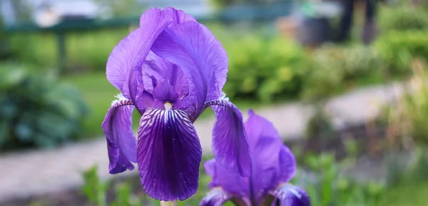 Purple Irises Flowers Garden — Stock Photo, Image