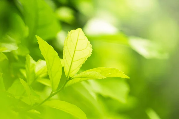 iş arka plan kavramı kadar büyüdü. closeup doğal yaprak yeşil veya bahçe tesisi.