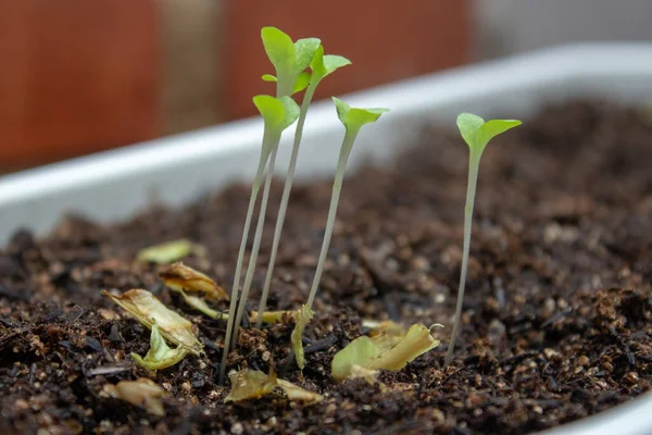 Lettuce Sprouts Plastic White Pot Feel Days Germination — Stock Photo, Image