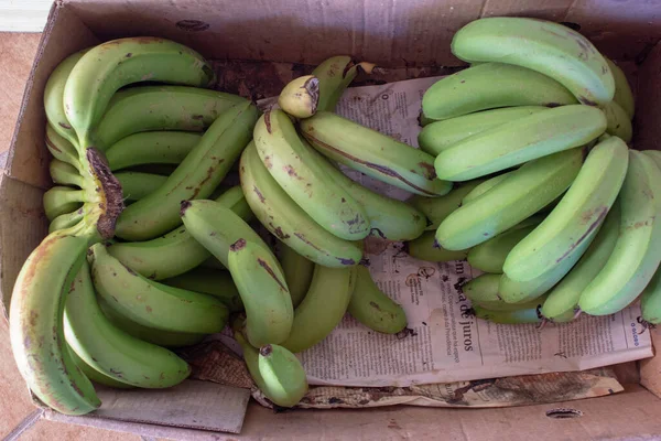 Uma Caixa Cheia Bananas Verdes Ainda Não Pronta Para Ser — Fotografia de Stock
