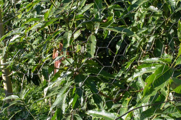 有许多叶子的芒果树 在有六角形图案的金属栅栏后面 — 图库照片