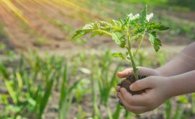 Çocuk bahçede domates ekiyor. Seçici odaklanma. insanlar.